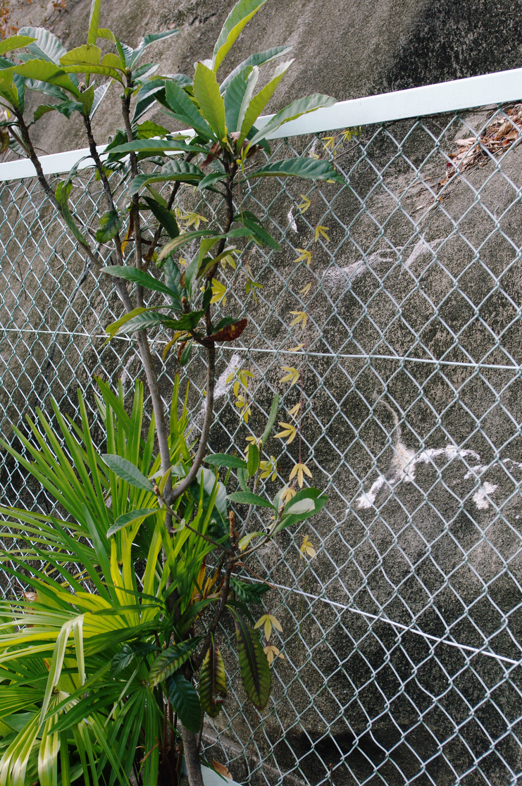 fence-plants
